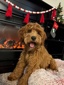 Mila F1 Mini Goldendoodle of Scout & Tyke
